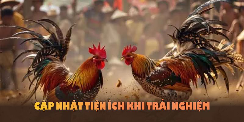 Cập nhật tiện ích khi trải nghiệm đá gà Campuchia trên nền tảng KING88