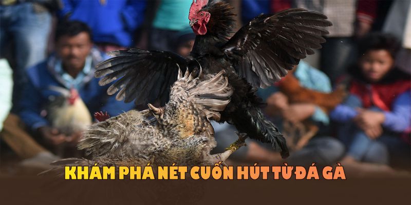 Khám phá nét cuốn hút từ đá gà Campuchia tại aThomo danh tiếng