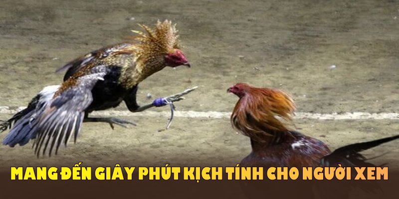 Đá gà Thomo ngày càng thú vị với nhiều hình thức sát phạt khác biệt