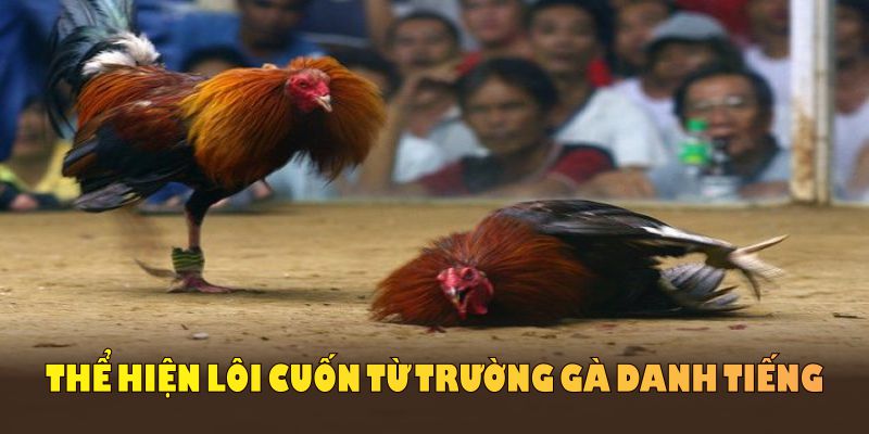 Đá gà Thomo thể hiện lôi cuốn từ trường gà danh tiếng tại Campuchia