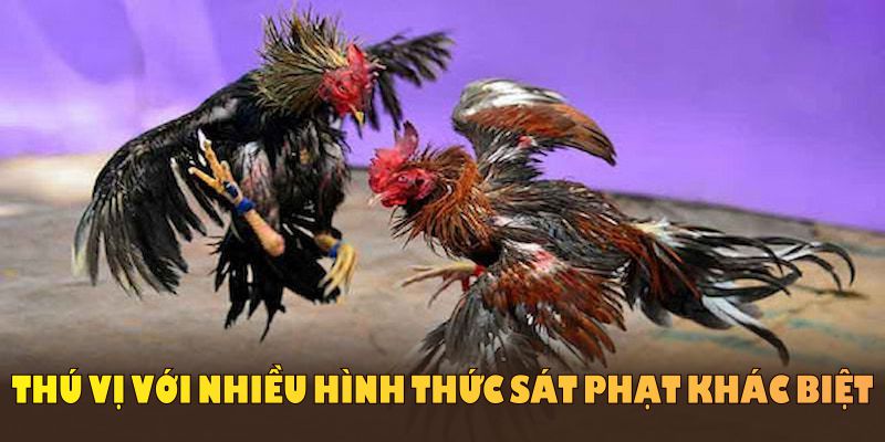 Đá gà Thomo mang đến giây phút kịch tính cho người xem trên King88