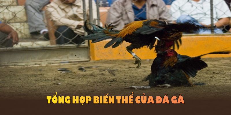 Tổng hợp biến thể của đá gà Campuchia nổi bật tại đấu trường Thomo