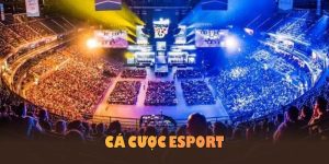 ảnh đại diện cá cược esport