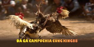 ảnh đại diện đá gà campuchia cùng king88