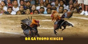 ảnh đại diện đá gà thomo king88